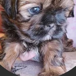 Shih Tzu Puppies from Jensen's Lil House of Demons