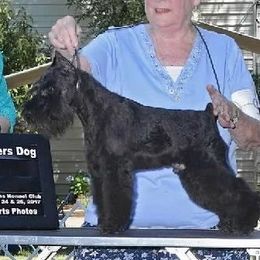 Trey - Miniature Schnauzer