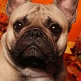 Wyatt - French Bulldog