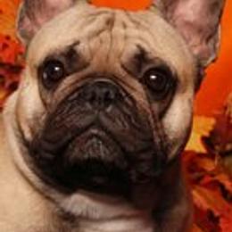 Wyatt - French Bulldog