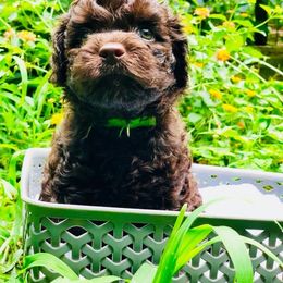 Ausm Labradoodles breeder of Australian Labradoodle