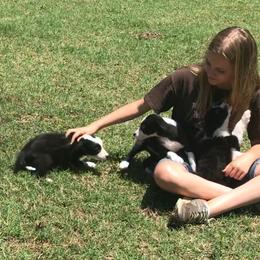 Bloodhound and Border Collie Puppies from Whisenhunt Farms Border Collies