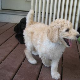  Puppies from Parris Hill Standard Poodles
