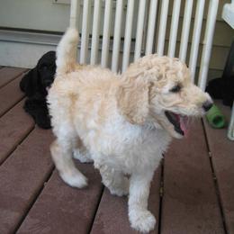  Puppies from Parris Hill Standard Poodles