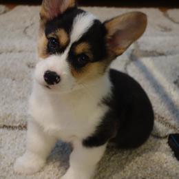 Pembroke Welsh Corgi Puppies from Wind Mountain Corgis