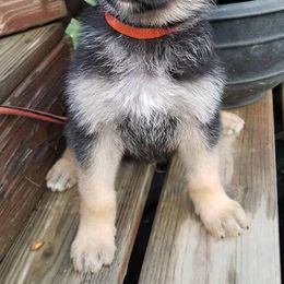 German Shepherd Puppies from Haus of Vu von Sven