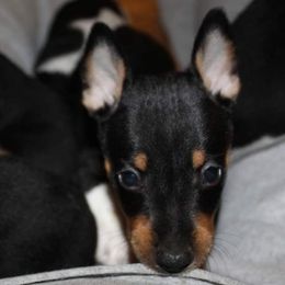 Rat Terrier Puppies from AdamsAcres Rat Terriers