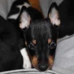 Rat Terrier Puppies from AdamsAcres Rat Terriers