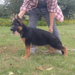  Puppies from Chinook Valley Farm