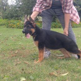  Puppies from Chinook Valley Farm