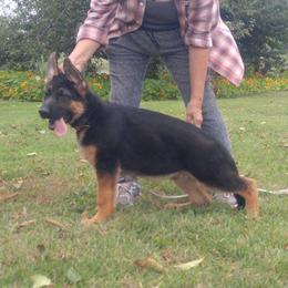  Puppies from Chinook Valley Farm
