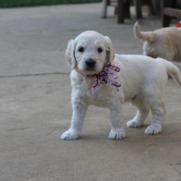 Goldendoodle and Labradoodle Puppies from Sharper Doodles