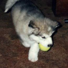 Alaskan Malamute Puppies from Kaylatee Alaskan Malamutes