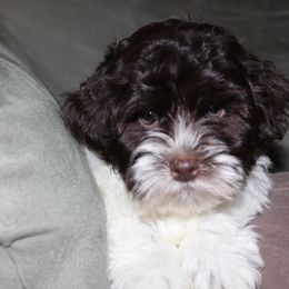 Canyon Hills Havanese breeder of Havanese
