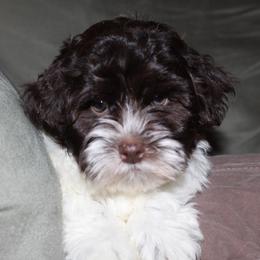 Canyon Hills Havanese breeder of Havanese