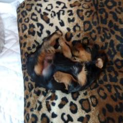 Yorkshire Terrier Puppies from Sassyville EKN Yorkies