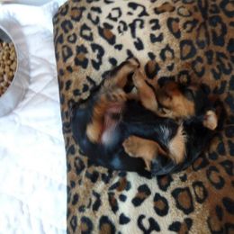 Yorkshire Terrier Puppies from Sassyville EKN Yorkies
