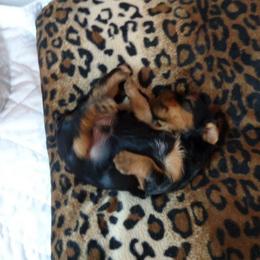 Yorkshire Terrier Puppies from Sassyville EKN Yorkies