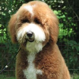 Goldendoodle adult dog