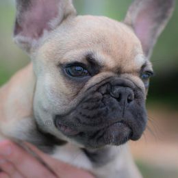 French Bulldog Puppies from Crooked Pine French Bulldogs