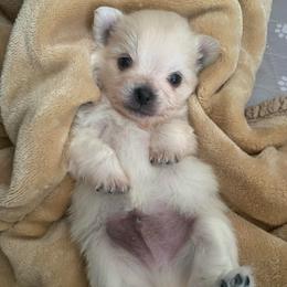 Boy 1 - Cream male Pomeranian puppy in Gotha, Florida from Jazzi’s Poms