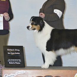 Australian Shepherds from Journey Aussies