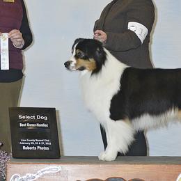 Australian Shepherds from Journey Aussies