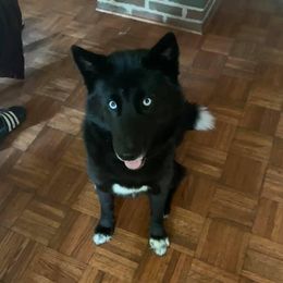 Mya - Siberian Husky
