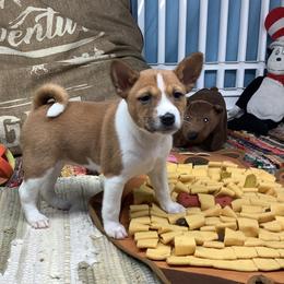 Piper - Red and white female Basenji puppy in New Albany, Indiana from My African Gems