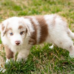 Latte - Red merle male Miniature Australian Shepherd puppy in Hearne, Texas from Wigglebutts Unlimited
