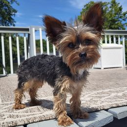 Yorkshire Terriers from Hudson Valley Yorkies