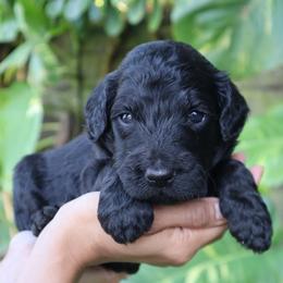 Sirius - Black male Goldendoodle puppy in Palmetto Bay, Florida from SOMIDOODLES