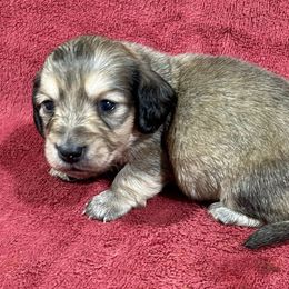 Booker - Cream male Dachshund puppy in Little Rock, Arkansas from Divine Doxies