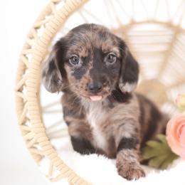 Twilight - Black female Dachshund puppy in Neosho, Missouri from Tinker Toy Doxies