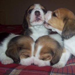 Beagle Puppies from South Beagles
