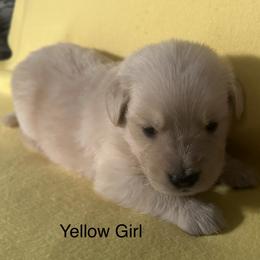Yellow Girl - Golden female Golden Retriever puppy in Sarasota, Florida from Chevaline Goldens
