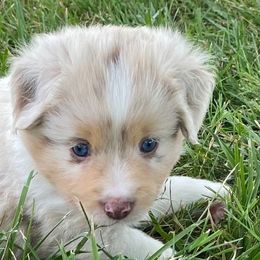 Ella - Red merle female Miniature Australian Shepherd puppy in California, Kentucky from Sonlight Ridge Aussies