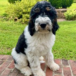 Daisy - Tri-color female Bernedoodle puppy in Harpers Ferry, West Virginia from Oso Perfect Poodles and Doodles