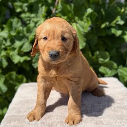 Yellow - Dark golden male Golden Retriever puppy in Utah from Deseret Peak Goldens