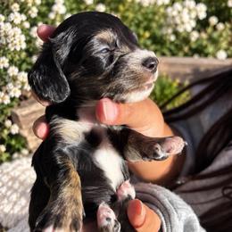 Scoop - Black and cream male Dachshund puppy in Orem, Utah from Miekca’s Dachshunds