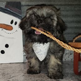 Maltipoo Puppies from Long View Family Maltipoos