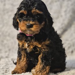 Bernedoodle, Bernese Mountain Dog, Cavapoo, Goldendoodle, and Poodle Puppies from Happy Valley Puppies