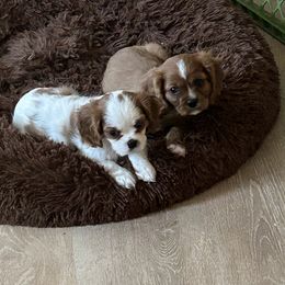 Cavalier King Charles Spaniels from Willow Valley Farm