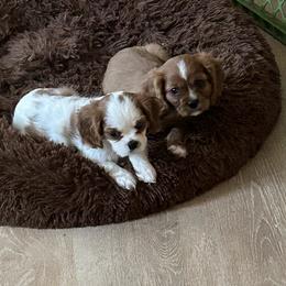 Cavalier King Charles Spaniels from Willow Valley Farm