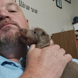 Dachshund Puppies from Walker Ranch Danes & Dachshunds