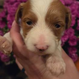 Dolly-Female 2 - Cream and white female Aussiedoodle puppy in Mouth Of Wilson, Virginia from Holly Ridge Aussies, Aussiedoodles & Corgis