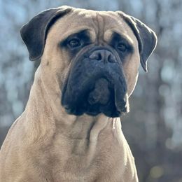 Bullmastiff Puppies from Amulet Bullmastiffs