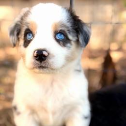 Raya - Blue merle female Australian Shepherd puppy in Vernal, Utah from Dancing M Australian Shepherds