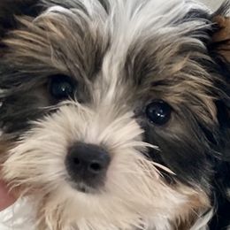 Biewer Terriers, Miniature Schnauzers, Morkies, and Yorkshire Terriers from Blue Ridge Mountain Puppies