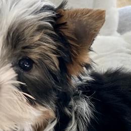 Biewer Terriers, Miniature Schnauzers, Morkies, and Yorkshire Terriers from Blue Ridge Mountain Puppies